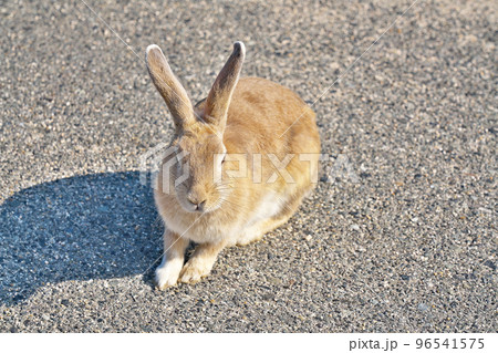 【大久野島のうさぎ (うさぎの島】 広島県竹原市忠海町 96541575