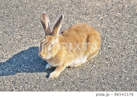 【大久野島のうさぎ (うさぎの島】 広島県竹原市忠海町 96541576