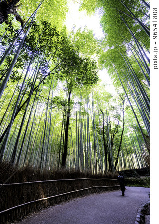 京都を代表する観光名所の竹林の小径の風景|京都府京都市嵐山 京都を代表する観光名所の竹林の小径の風景|京都府京都市嵐山 96541808