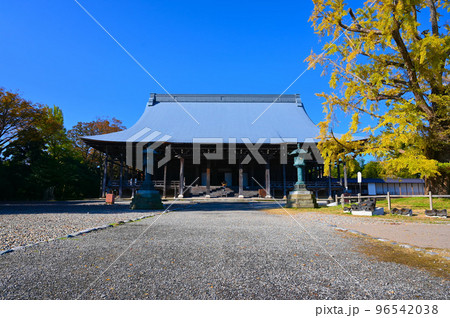 勝興寺 本堂 実らずの銀杏 高岡市 勝興寺 本堂 実らずの銀杏 高岡市 96542038