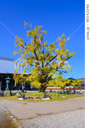 実ならずの銀杏　高岡勝興寺の七不思議　大イチョウ　高岡市 96542040
