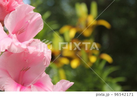 Gladiolus With Flowers in Background Small Spider on Petal Gladiolus With Flowers in Background Small Spider on Petal 96542171