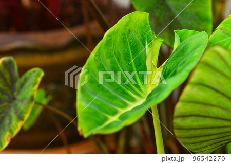 Colocasia in the garden 96542270