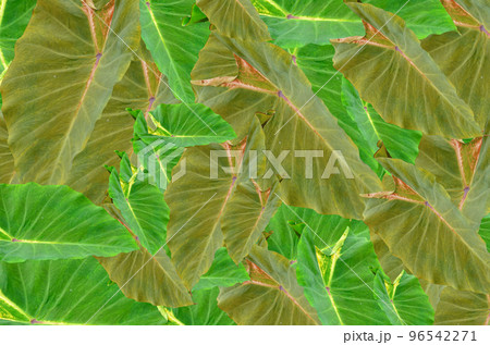 Colocasia Pigtailed Princess 96542271