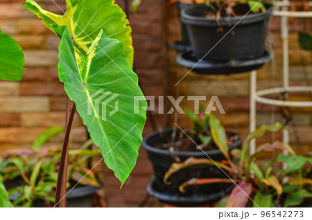 Colocasia Pigtailed Princess Colocasia Pigtailed Princess 96542273