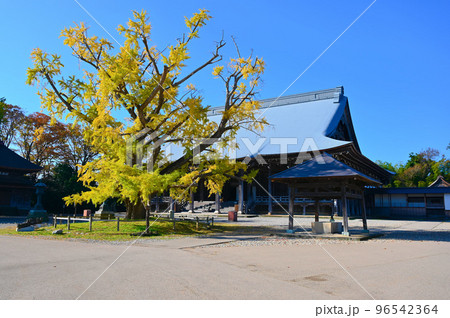 勝興寺 実らずの銀杏 大イチョウと本堂 高岡市 勝興寺 実らずの銀杏 大イチョウと本堂 高岡市 96542364
