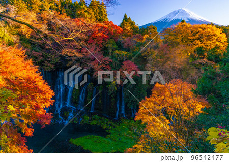 紅葉と富士山 紅葉と富士山 96542477