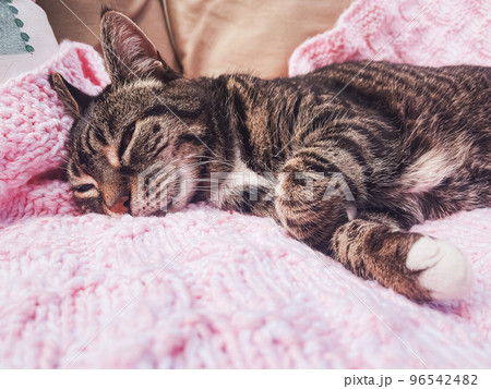 Beautiful female tabby cat on pink knitted blanket at home, adorable domestic pet portrait, close-up Beautiful female tabby cat on pink knitted blanket at home, adorable domestic pet portrait, close-up 96542482
