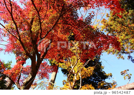 和田乃神社の美しい秋の紅葉(2) 和田乃神社の美しい秋の紅葉(2) 96542487