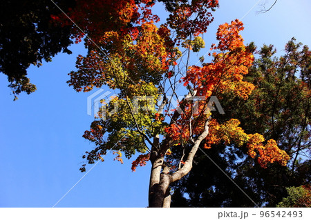 和田乃神社の美しい秋の紅葉（6） 96542493