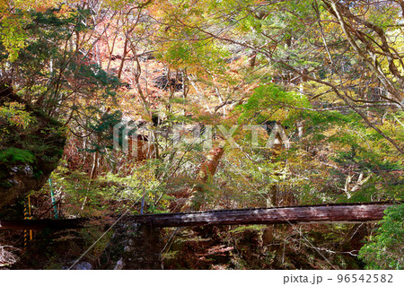 愛媛県 内子町 小田深山 秋 丸太橋 橋 愛媛県 内子町 小田深山 秋 丸太橋 橋 96542582