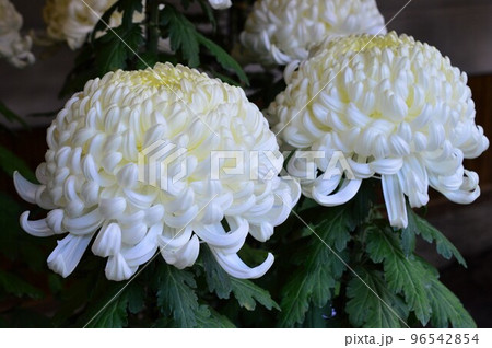 白色の大菊　厚走り 96542854