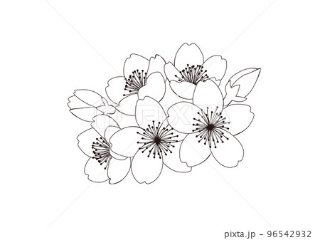インクで描いたような桜の花の線画　単品　房　 96542932