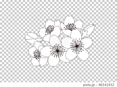 インクで描いたような桜の花の線画　単品　房　 96542932