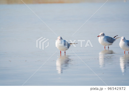 Flock of Seagulls, The European herring gull, swims on the calm lake shore Flock of Seagulls, The European herring gull, swims on the calm lake shore 96542972