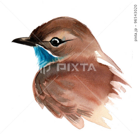 Brown bird head. Ink and watercolor drawingのイラスト素材 [96543020] - PIXTA
