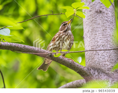 Wood bird Redwing, Turdus iliacus, sits on tree branch 96543039