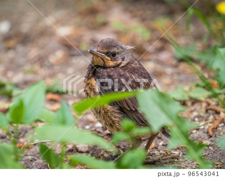 A fieldfare chick, Turdus pilaris, has left the nest and sitting on the spring lawn. A fieldfare chick sits on the ground and waits for food from its parents. A fieldfare chick, Turdus pilaris, has left the nest and sitting on the spring lawn. A fieldfare chick sits on the ground and waits for food from its parents. 96543041