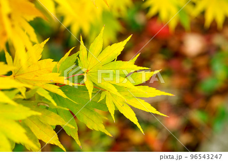 紅葉 96543247