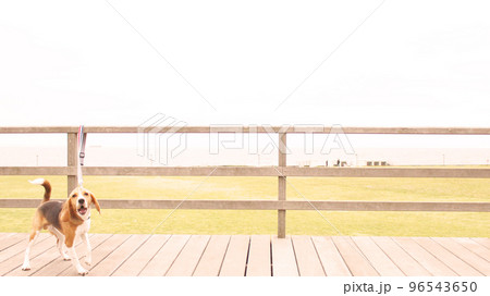 広い公園にいるビーグル犬 96543650
