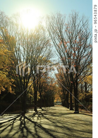 青葉の森公園の黄色い葉 96543879