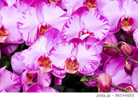 Close-up of moth orchid flowers with blurred background Close-up of moth orchid flowers with blurred background 96544005
