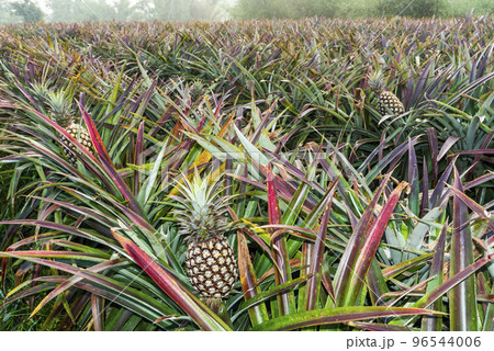 Pineapple fruits are soon to be harvested on farmland in Taiwan. Pineapple fruits are soon to be harvested on farmland in Taiwan. 96544006