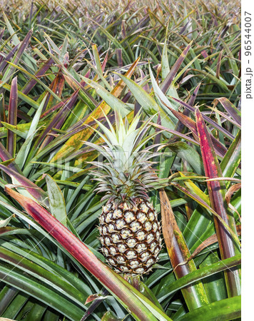 Pineapple fruits are soon to be harvested on farmland in Taiwan. Pineapple fruits are soon to be harvested on farmland in Taiwan. 96544007