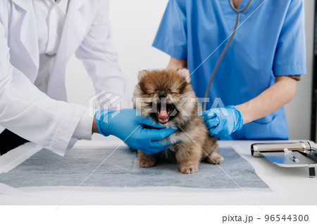 Vet listening Pomeranian dog with stetoscope in veterinary clinic.. Vet listening Pomeranian dog with stetoscope in veterinary clinic.. 96544300