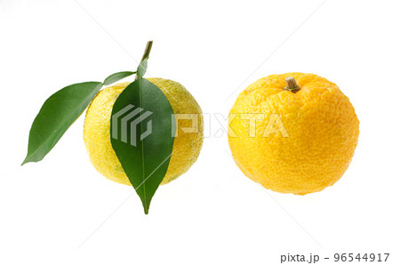 柚子 96544917