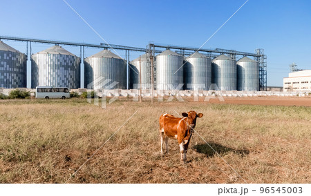 Grain elevator. Metal grain elevator in agricultural zone. Agriculture storage for harvest. Grain elevators on green nature background. Exterior of agricultural factory. Nobody. 96545003