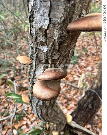 キノコ採り 96545034