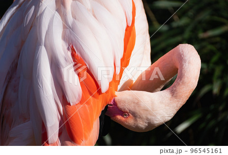 日本のとべ動物園にいる赤やピンクの羽をしたカラフルなフラミンゴ 96545161