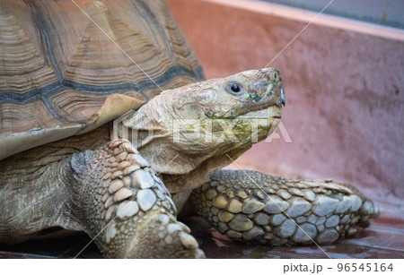 日本のとべ動物園にいる温室でくつろぐリクガメ 96545164