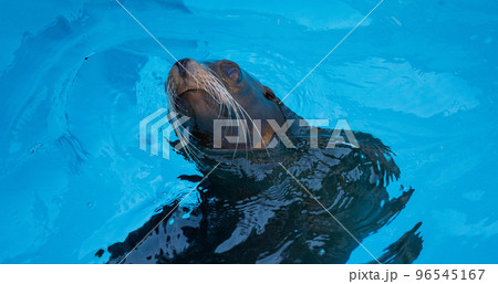 日本のとべ動物園にいるきれいなプールで泳ぐアシカ 96545167