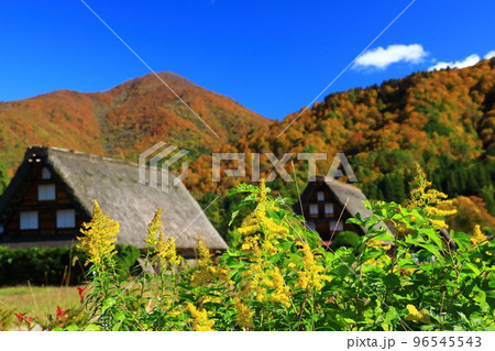 秋の白川郷 紅葉の合掌造り集落 秋の白川郷 紅葉の合掌造り集落 96545543