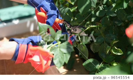 Male or female gardener in gloves cutting rose with pruner 96545554