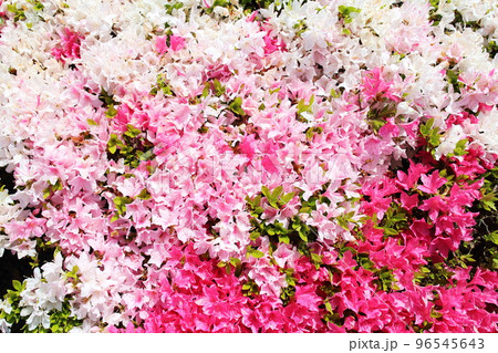 ピンクと赤の綺麗なツツジの花 ピンクと赤の綺麗なツツジの花 96545643