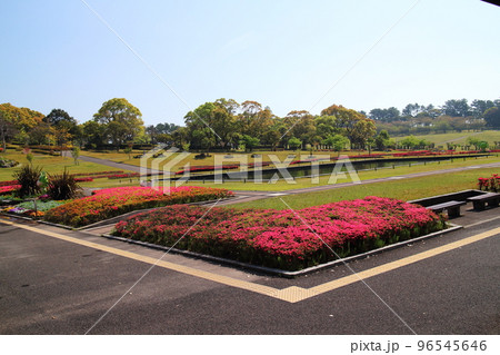 クルメツツジが綺麗な吉野公園の春の景色 96545646