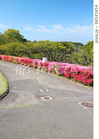 青空の広がるツツジの春 青空の広がるツツジの春 96545654