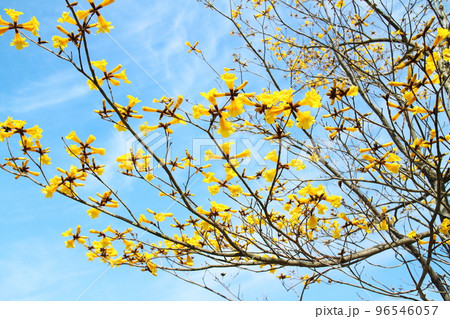 満開に咲いた黄色のイペーの花 96546057