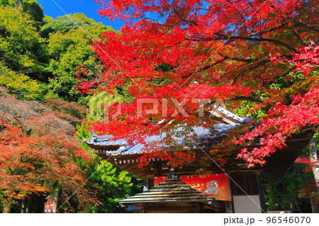 【愛媛県】晴天の西山興隆寺の紅葉 96546070