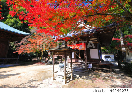 【愛媛県】晴天の西山興隆寺の紅葉 96546073