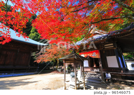 【愛媛県】晴天の西山興隆寺の紅葉 96546075