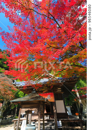 【愛媛県】晴天の西山興隆寺の紅葉 96546080