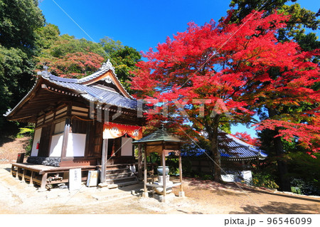 【愛媛県】晴天の西山興隆寺の紅葉 96546099