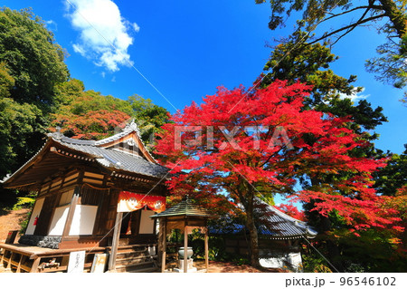 【愛媛県】晴天の西山興隆寺の紅葉 96546102
