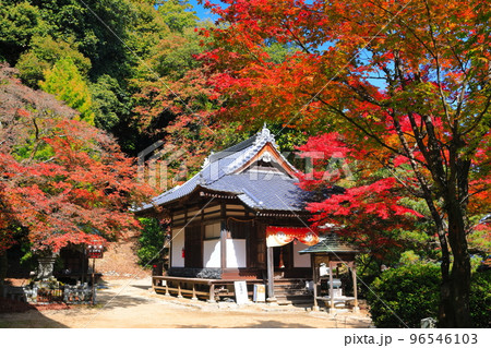 【愛媛県】晴天の西山興隆寺の紅葉 96546103