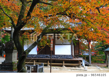 【愛媛県】晴天の西山興隆寺の紅葉 96546105