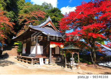 【愛媛県】晴天の西山興隆寺の紅葉 96546108